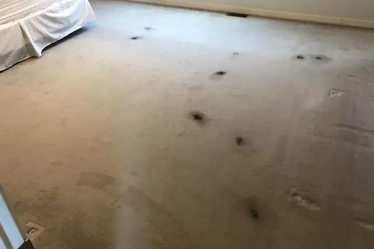Premier Carpet Cleaning - carpet cleaning project, before - Highland, Illinois